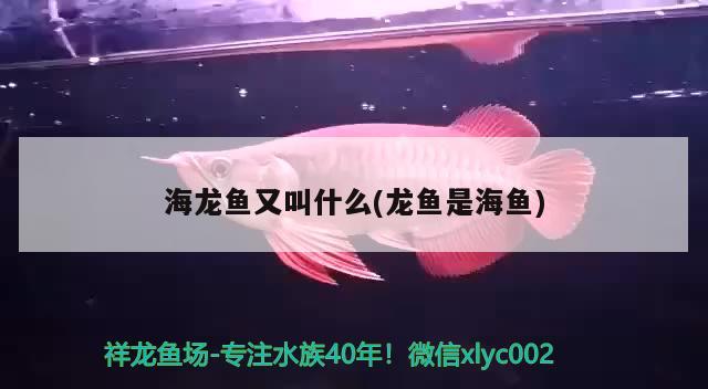 印尼大湖红龙鱼幼鱼怎么养殖印尼大湖红龙鱼幼鱼的关键因素，印尼大湖红龙鱼幼鱼怎么养殖 大湖红龙鱼 第3张