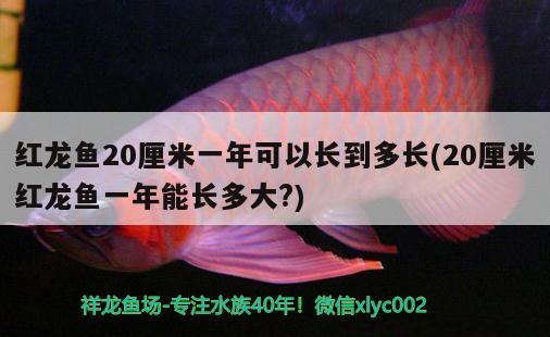 红龙鱼20厘米一年可以长到多长(20厘米红龙鱼一年能长多大?)