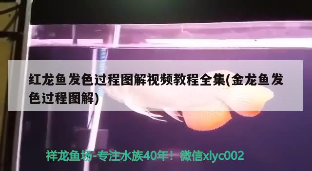 红龙鱼眼睛有白点怎么办：龙鱼红眼怎治疗 广州水族批发市场 第1张