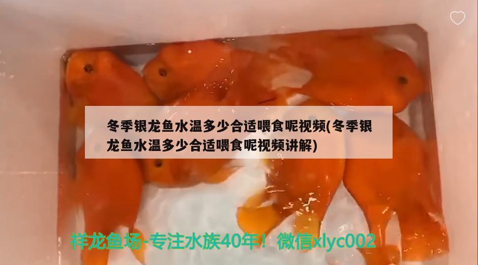 冬季银龙鱼水温多少合适喂食呢视频(冬季银龙鱼水温多少合适喂食呢视频讲解) 银龙鱼百科