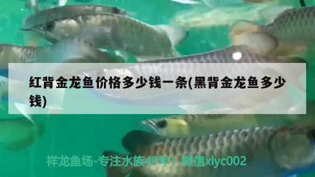 红背金龙鱼价格多少钱一条(黑背金龙鱼多少钱)