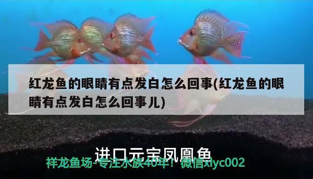 红龙鱼的眼睛有点发白怎么回事(红龙鱼的眼睛有点发白怎么回事儿)