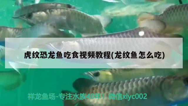 虎纹恐龙鱼吃食视频教程(龙纹鱼怎么吃)