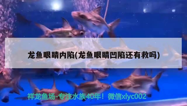 东坡区乙羽水族用品商行