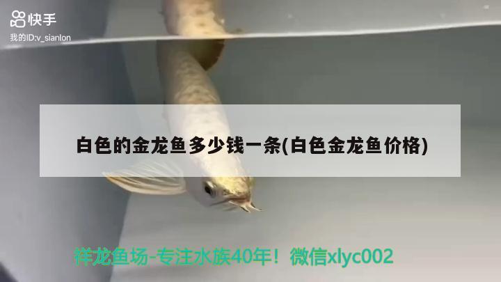 东莞水族批发市场有哪些鱼类价格高 东莞水族批发市场有哪些鱼类价格高的 非洲金鼓鱼 第2张