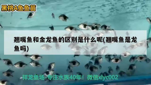 翘嘴鱼和金龙鱼的区别是什么呢(翘嘴鱼是龙鱼吗) 元宝凤凰鱼专用鱼粮