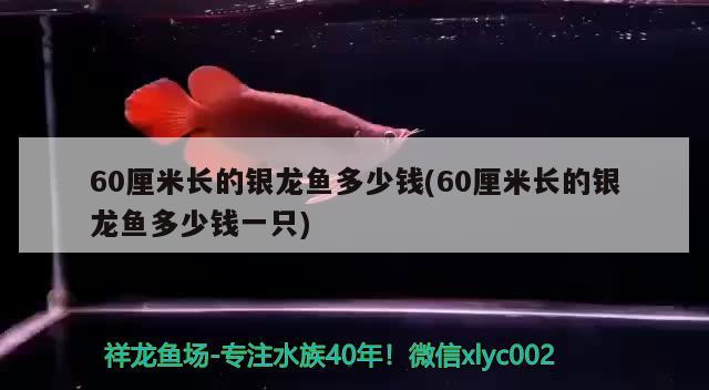 60厘米长的银龙鱼多少钱(60厘米长的银龙鱼多少钱一只)