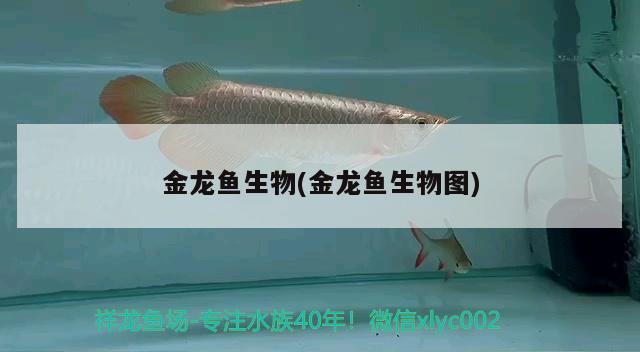 金龙鱼生物(金龙鱼生物图) 非洲金鼓鱼