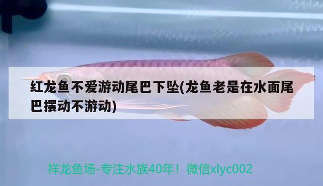 红龙鱼不爱游动尾巴下坠(龙鱼老是在水面尾巴摆动不游动) 黑云鱼 第1张