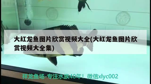 铁甲武士鱼多少钱一条：谁能给我解释下哪些是风水鱼