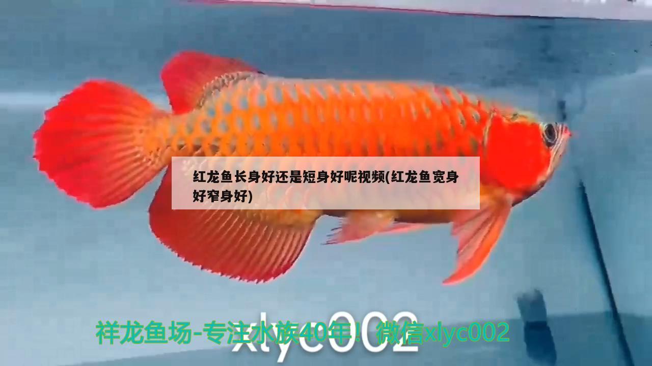 红龙鱼长身好还是短身好呢视频(红龙鱼宽身好窄身好) 祥龙水族护理水