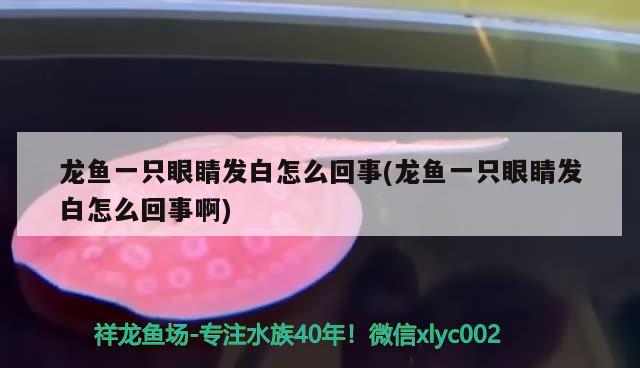 龙鱼一只眼睛发白怎么回事(龙鱼一只眼睛发白怎么回事啊) 杀菌消毒设备