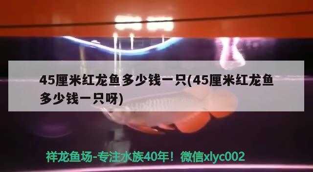 45厘米红龙鱼多少钱一只(45厘米红龙鱼多少钱一只呀)