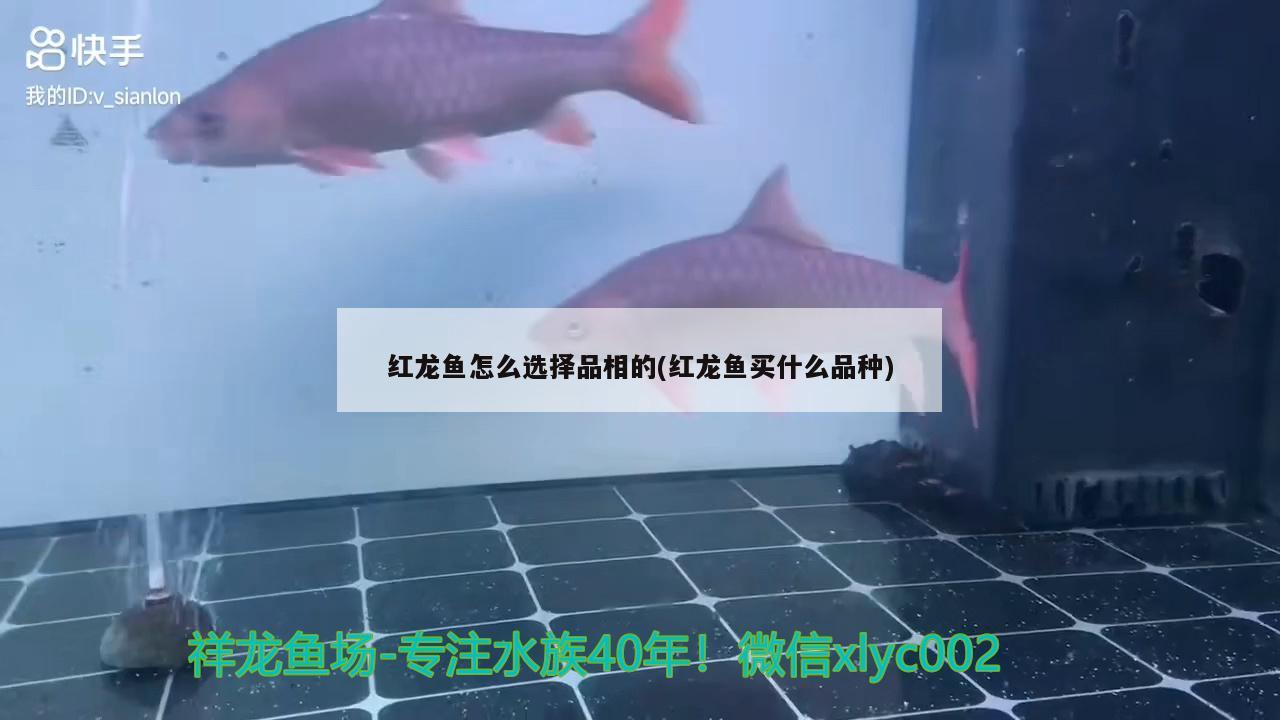 红龙鱼怎么选择品相的(红龙鱼买什么品种) 一眉道人鱼苗 第2张