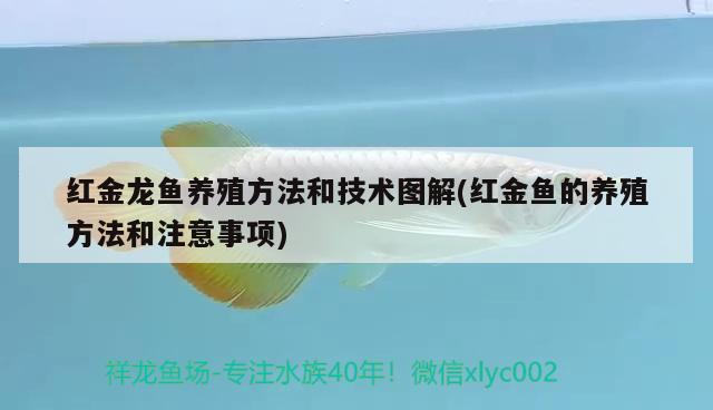 红金龙鱼养殖方法和技术图解(红金鱼的养殖方法和注意事项) 高背金龙鱼