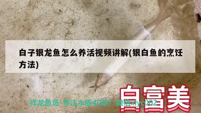 白子银龙鱼怎么养活视频讲解(银白鱼的烹饪方法)