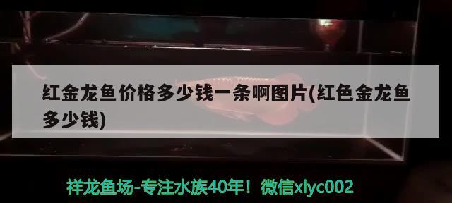 红金龙鱼价格多少钱一条啊图片(红色金龙鱼多少钱) 皇冠黑白魟鱼