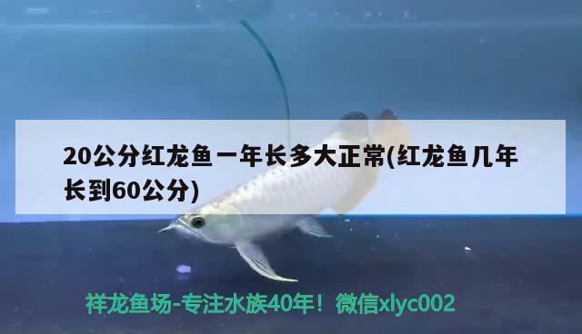 20公分红龙鱼一年长多大正常(红龙鱼几年长到60公分)