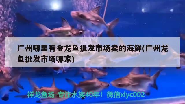 如何给鱼缸自制供氧器？打造健康的水生环境，如何给鱼缸自制供氧器打造健康水生环境鱼缸供氧器