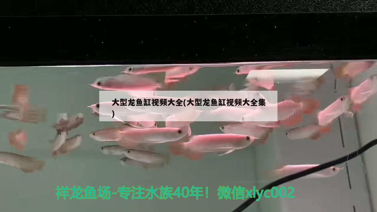 大型龙鱼缸视频大全(大型龙鱼缸视频大全集) 绿皮皇冠豹鱼