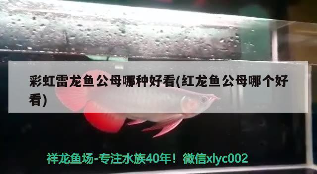 彩虹雷龙鱼公母哪种好看(红龙鱼公母哪个好看) 熊猫异形鱼L46