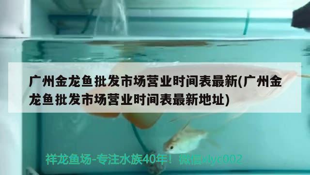 广州金龙鱼批发市场营业时间表最新(广州金龙鱼批发市场营业时间表最新地址)