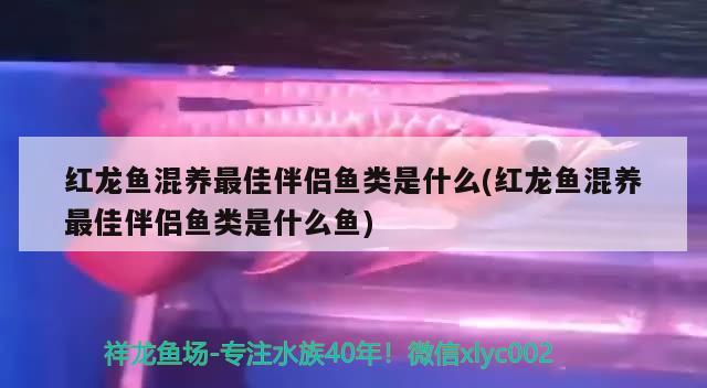 红龙鱼混养最佳伴侣鱼类是什么(红龙鱼混养最佳伴侣鱼类是什么鱼) 过背金龙鱼