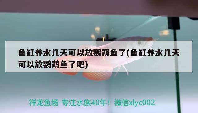 鱼缸养水几天可以放鹦鹉鱼了(鱼缸养水几天可以放鹦鹉鱼了吧) 鹦鹉鱼 第1张