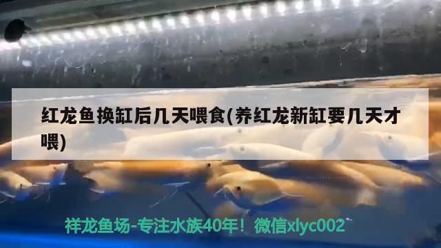 红龙鱼换缸后几天喂食(养红龙新缸要几天才喂) 元宝凤凰鱼专用鱼粮