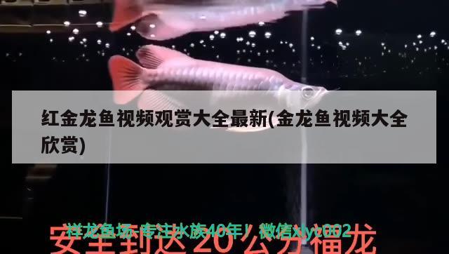 红金龙鱼视频观赏大全最新(金龙鱼视频大全欣赏) 黑影道人鱼