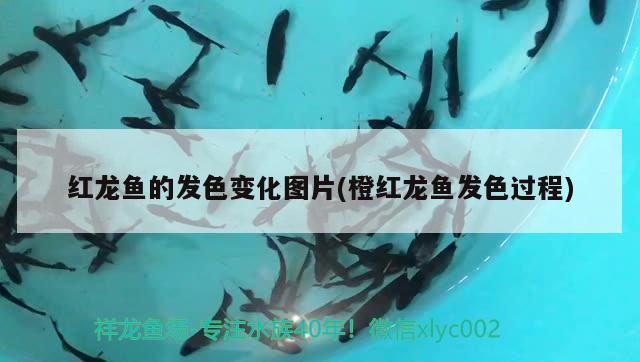 红龙鱼的发色变化图片(橙红龙鱼发色过程) 祥龙龙鱼专用水族灯