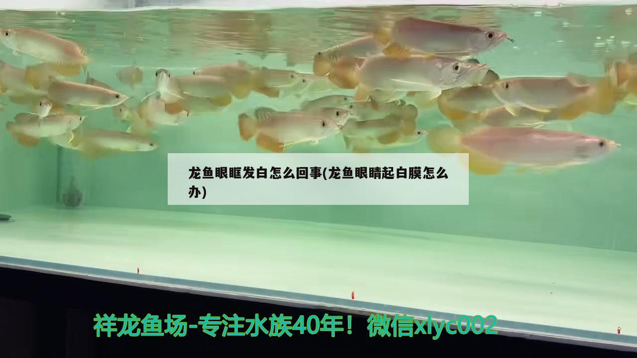 龙鱼眼眶发白怎么回事(龙鱼眼睛起白膜怎么办)