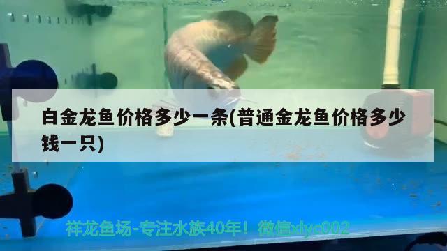 白金龙鱼价格多少一条(普通金龙鱼价格多少钱一只)