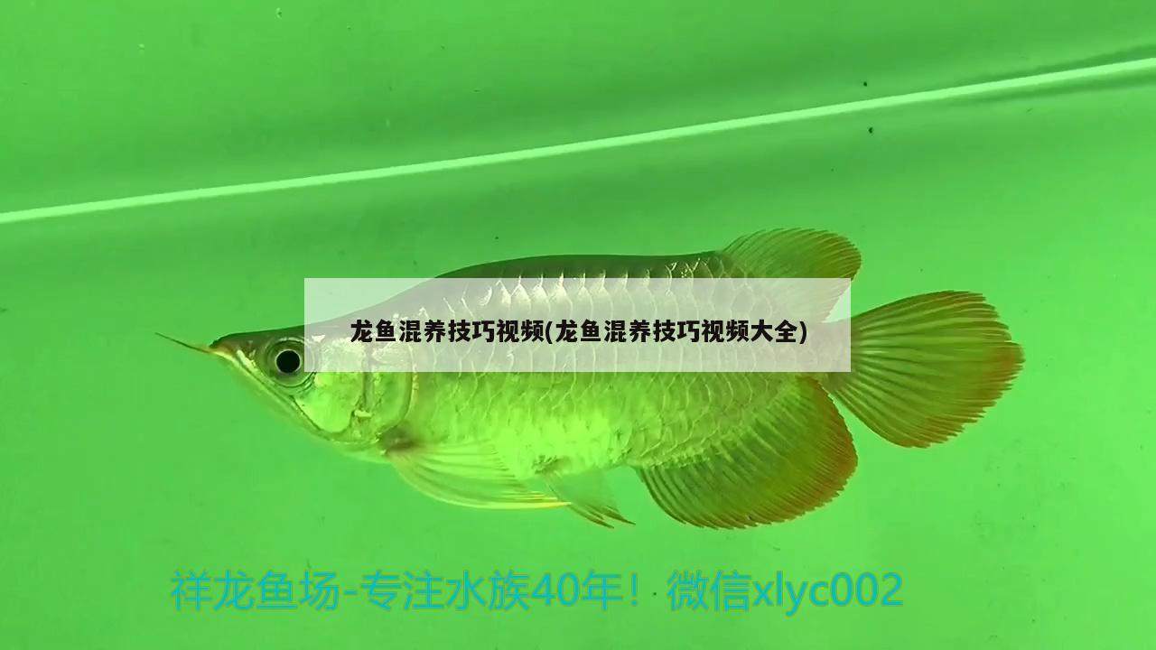 龙鱼混养技巧视频(龙鱼混养技巧视频大全) 其它水族用具设备