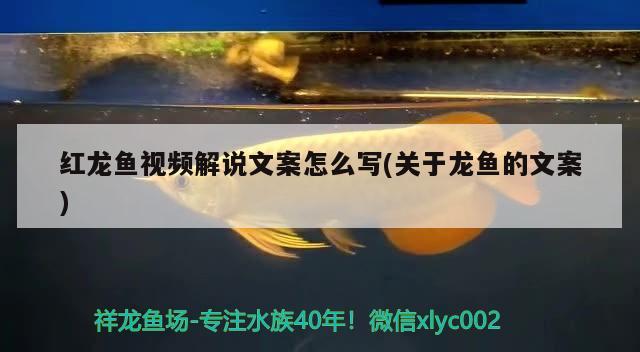红龙鱼视频解说文案怎么写(关于龙鱼的文案) 赤荔凤冠鱼