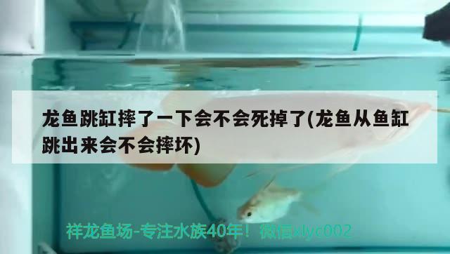 龙鱼跳缸摔了一下会不会死掉了(龙鱼从鱼缸跳出来会不会摔坏)