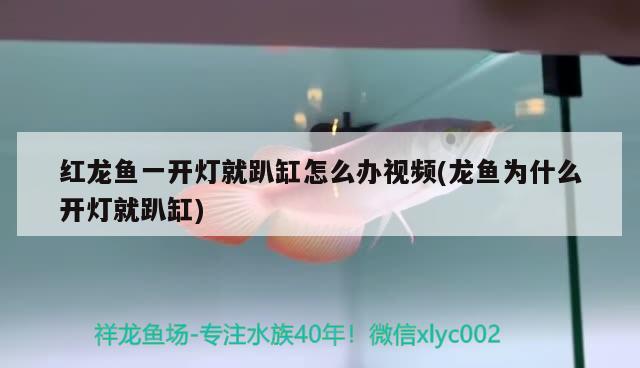 红龙鱼一开灯就趴缸怎么办视频(龙鱼为什么开灯就趴缸) 巨骨舌鱼 第2张