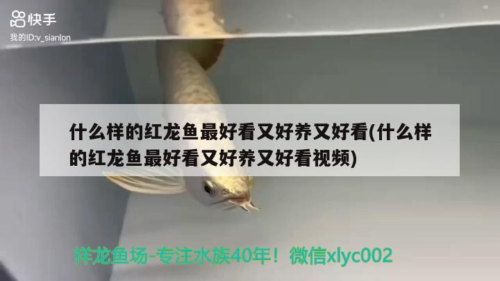 什么样的红龙鱼最好看又好养又好看(什么样的红龙鱼最好看又好养又好看视频)