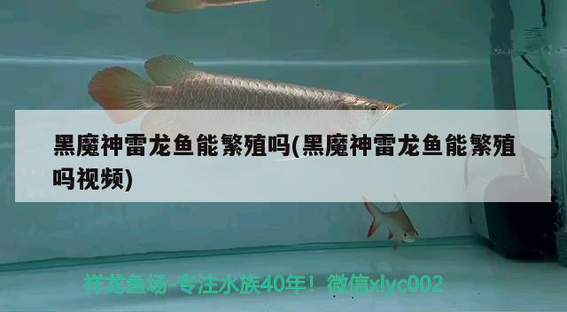 黑魔神雷龙鱼能繁殖吗(黑魔神雷龙鱼能繁殖吗视频) 稀有金龙鱼