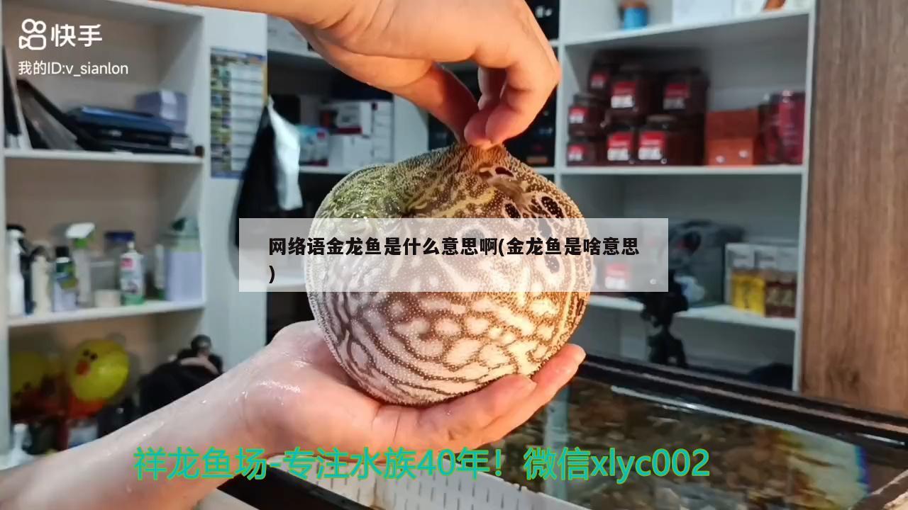 网络语金龙鱼是什么意思啊(金龙鱼是啥意思) 红眼黄化幽灵火箭鱼|皇家火箭鱼