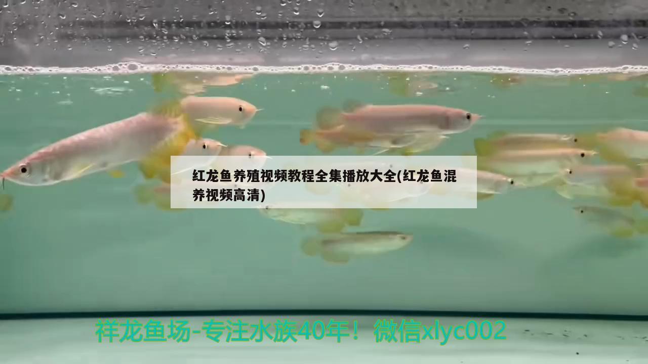 红龙鱼养殖视频教程全集播放大全(红龙鱼混养视频高清) 祥龙水族护理水