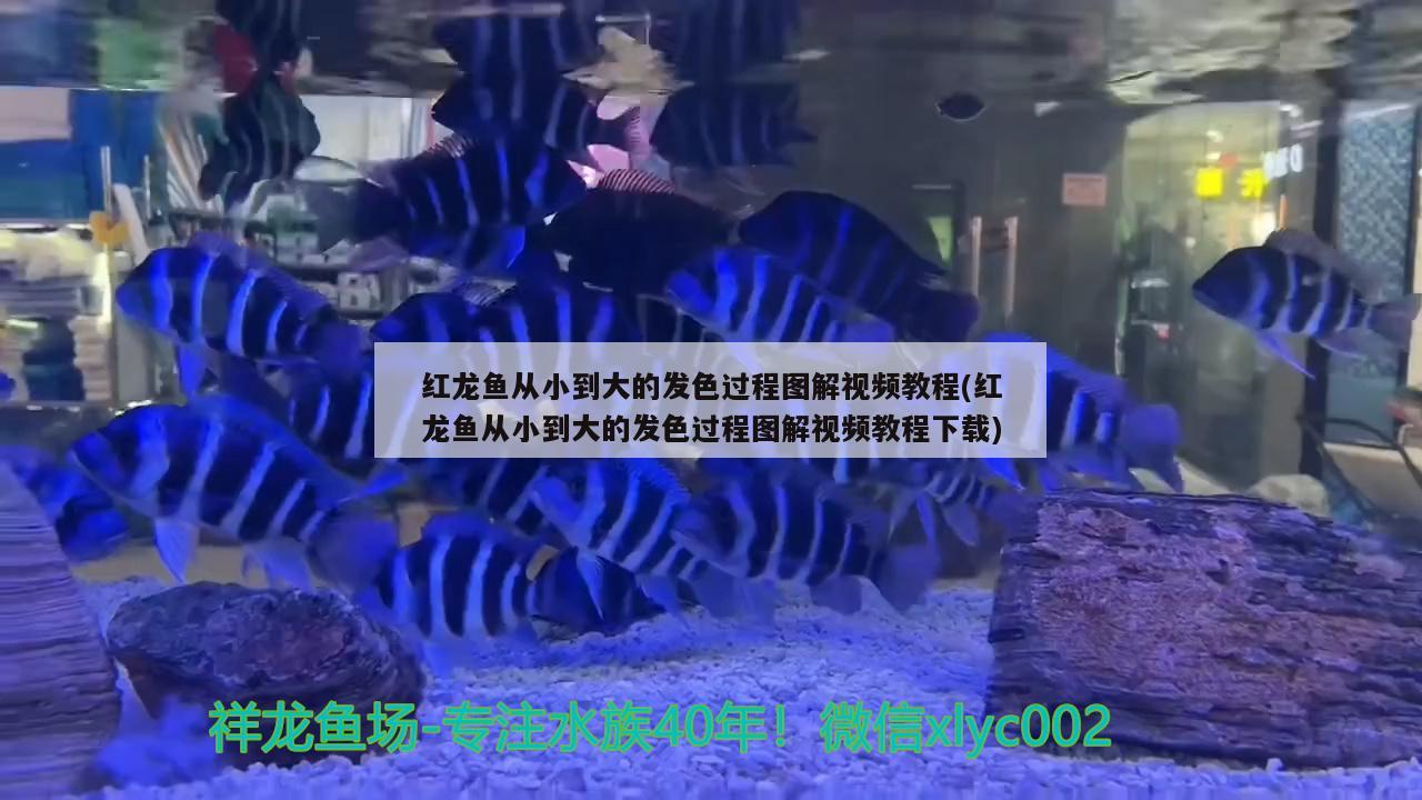 红龙鱼从小到大的发色过程图解视频教程(红龙鱼从小到大的发色过程图解视频教程下载)