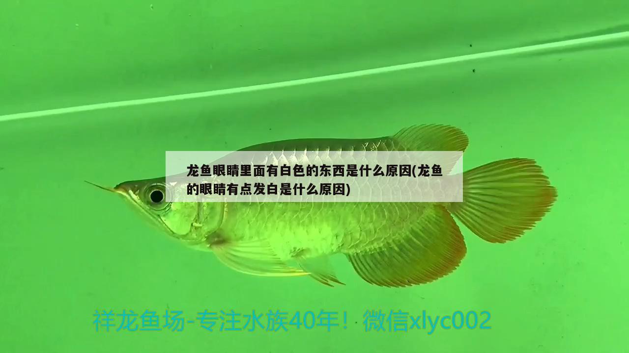 龙鱼眼睛里面有白色的东西是什么原因(龙鱼的眼睛有点发白是什么原因) 水草