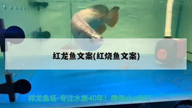 红龙鱼文案(红烧鱼文案) 养鱼知识