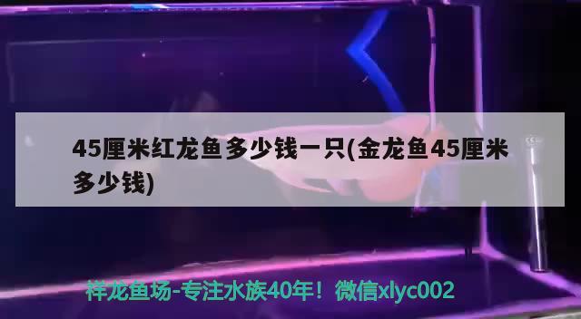 45厘米红龙鱼多少钱一只(金龙鱼45厘米多少钱)