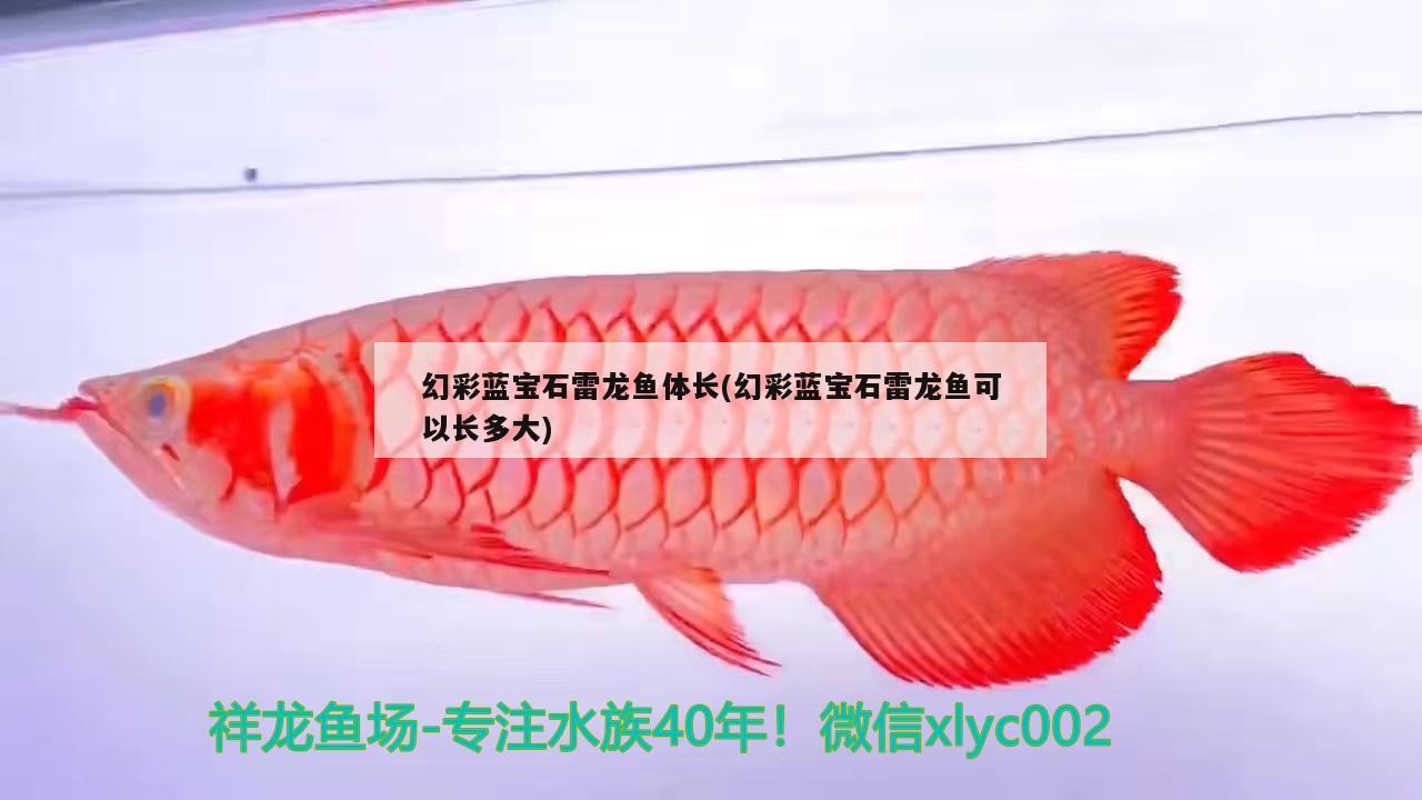 幻彩蓝宝石雷龙鱼体长(幻彩蓝宝石雷龙鱼可以长多大) 绿皮皇冠豹鱼