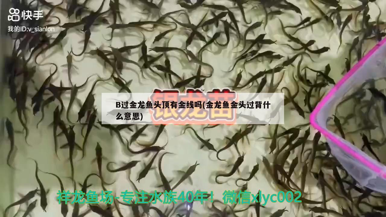 B过金龙鱼头顶有金线吗(金龙鱼金头过背什么意思) 魟鱼百科