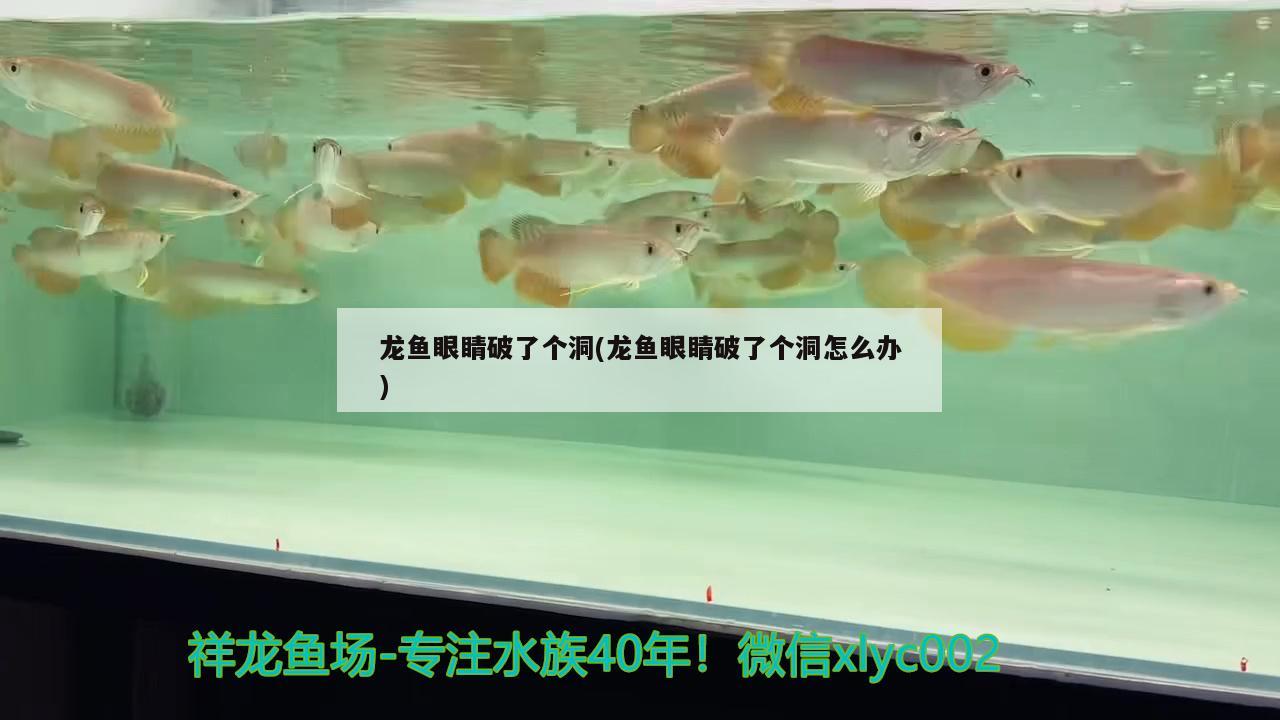 龙鱼眼睛破了个洞(龙鱼眼睛破了个洞怎么办) 观赏龟/鳖饲料