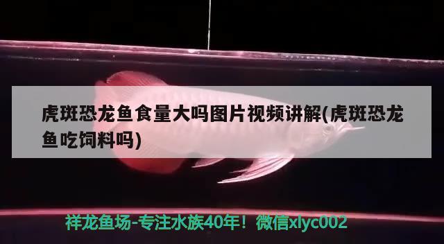 虎斑恐龙鱼食量大吗图片视频讲解(虎斑恐龙鱼吃饲料吗) 虎斑恐龙鱼