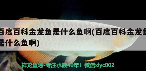 百度百科金龙鱼是什么鱼啊(百度百科金龙鱼是什么鱼啊)